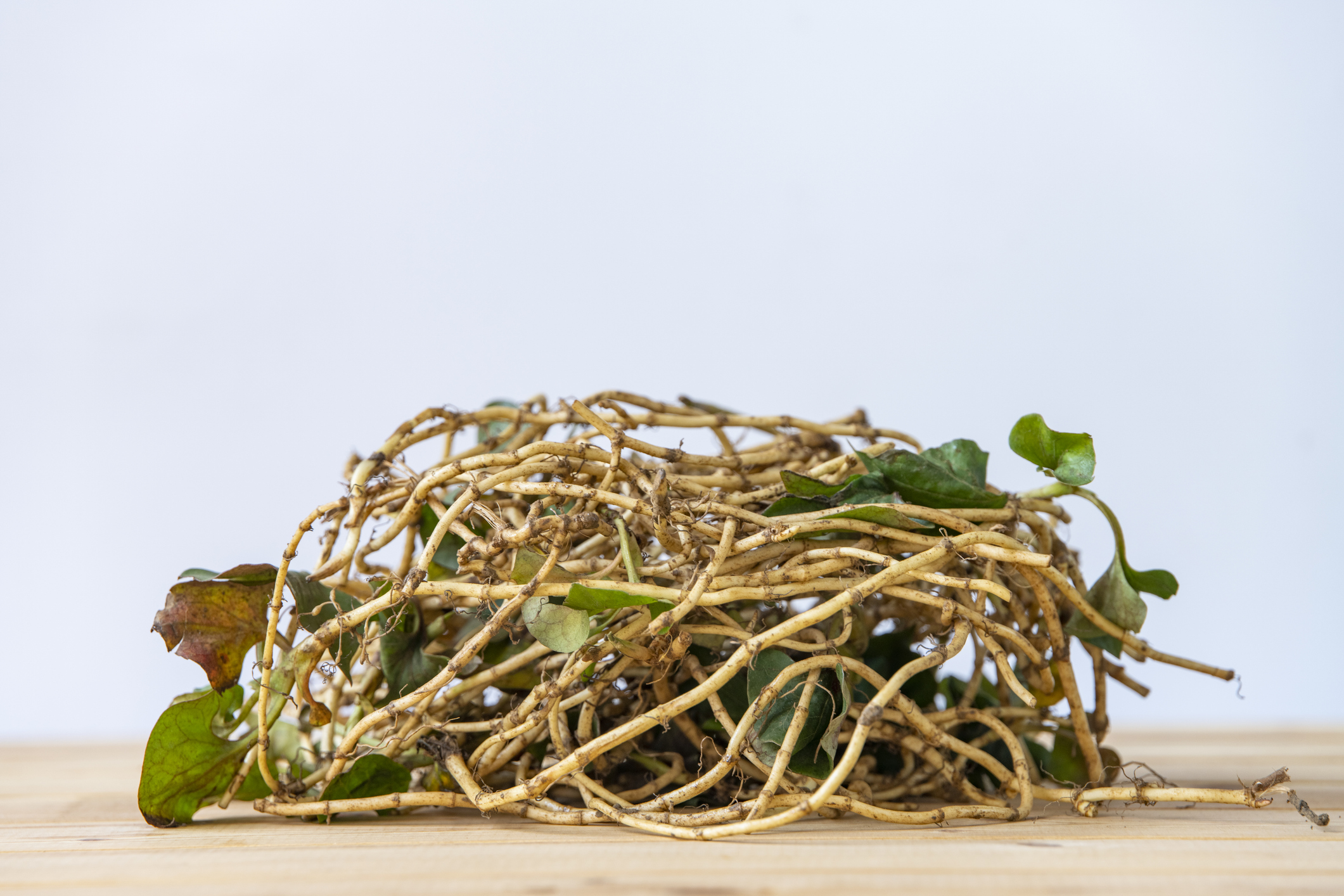 精準掌握飲用時機，能讓魚腥草茶的效益最大化。