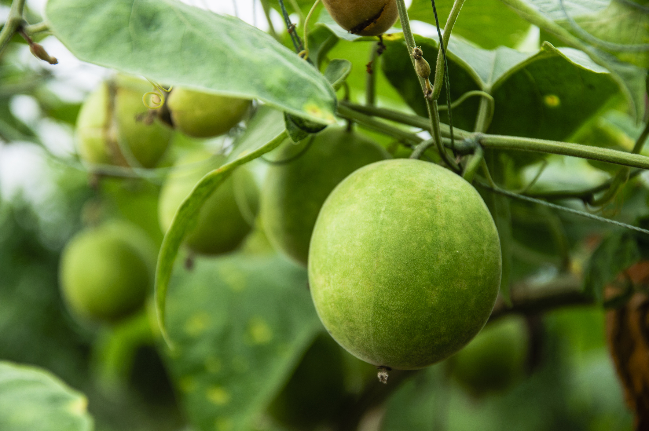 羅漢果是葫蘆科植物的果實，自古即有「神仙果」的美譽。