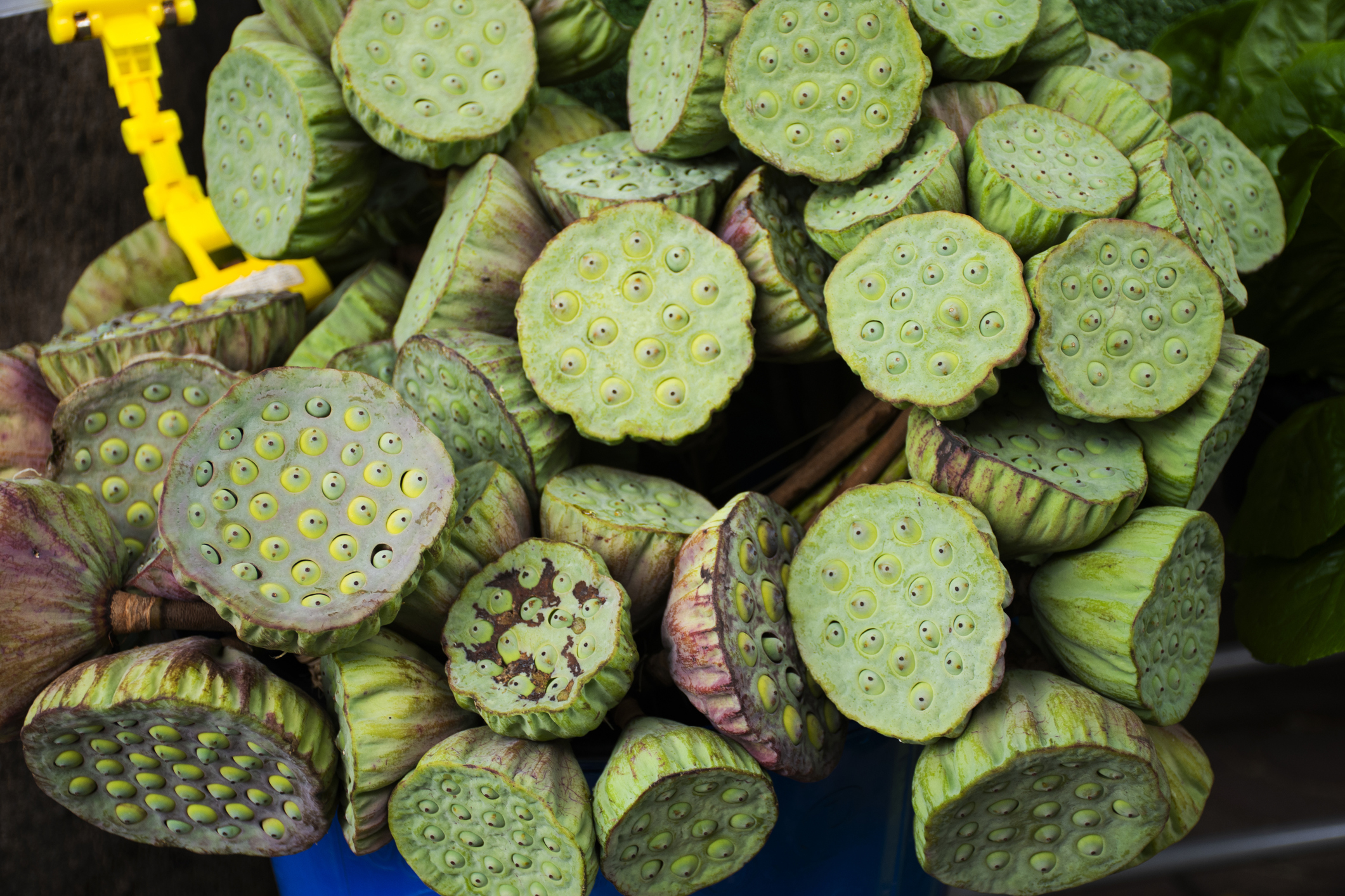 蓮子的主要營養成分是碳水化合物和蛋白質，同時富含鈣、磷、鉀等多種礦物質及能清心安神的生物鹼（蓮子芯），有助於消化、骨骼和心血管健康。