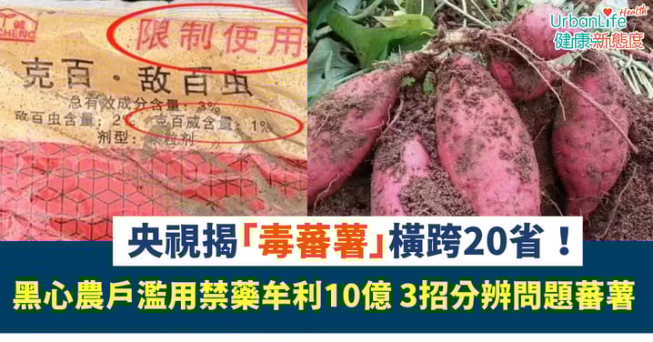 食安危機｜央視揭「毒蕃薯」橫跨20省！黑心農戶濫用禁藥牟利10億 3招分辨問題蕃薯