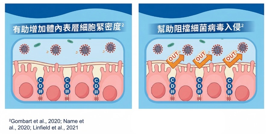  這些細胞覆蓋在人體的呼吸道與消化道表面，排列緊密以阻擋細菌病毒入侵。 