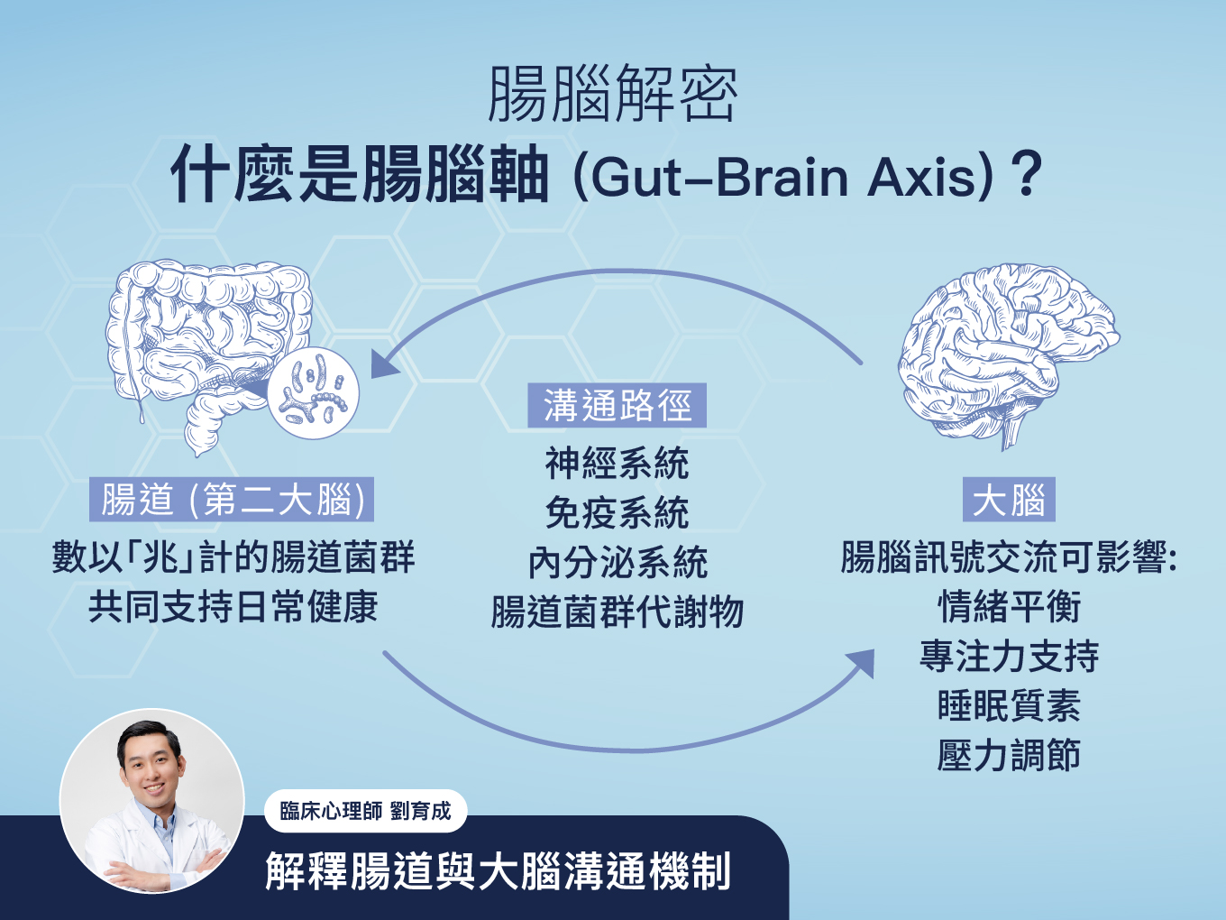 腸道與大腦之間的雙向溝通網絡，稱為「腸腦軸」（Gut-Brain Axis, GBA)。腸腦軸主要透過神經系統、內分泌系統、免疫系統，以及腸道菌群代謝物這四條路徑運作³。