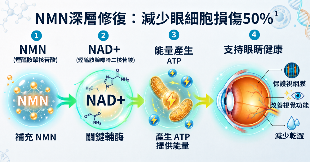 近年科學界備受矚目的護眼方法，是引入NMN（煙醯胺單核苷酸）作為核心。